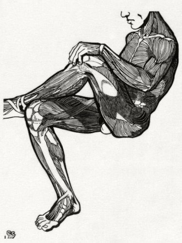 Leg and arm muscles