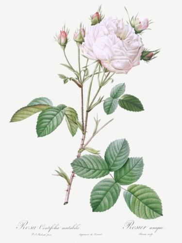 Cabbage Rose White Provence