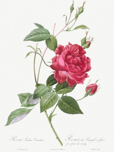 Blood-Red Bengal Rose