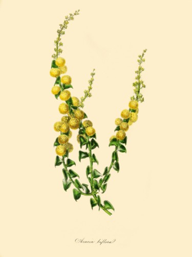 Acacia Biflora