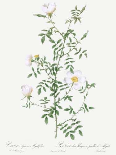 Myrtle-Leaved Hedge Rose