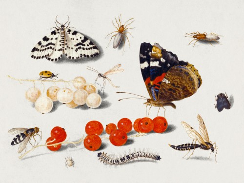Butterfly, Caterpillar
