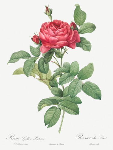 Rosa gallica pontiana