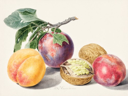 Fruits