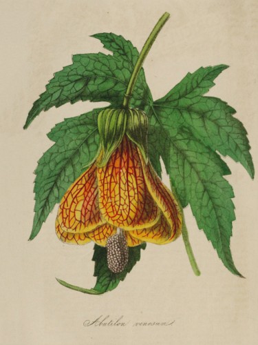 Abutilion Venosum