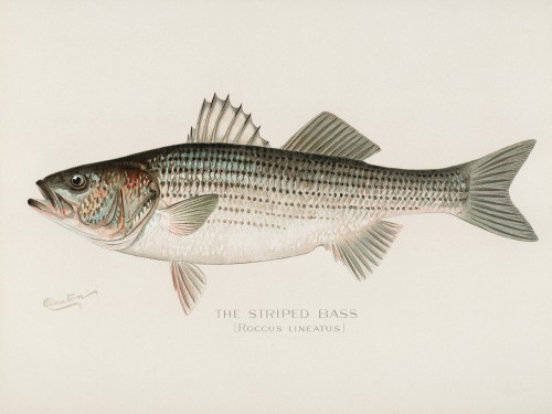 Fish Illustrations