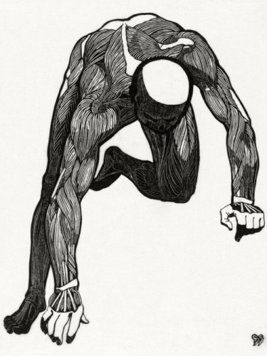 Neck, arm and leg muscles
