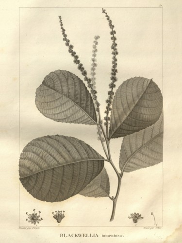 Blackwellia tomentosa