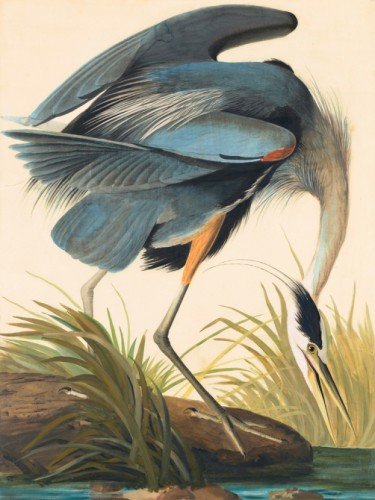 Great Blue Heron. Ardea herodias