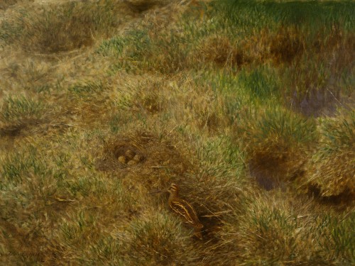 Snipe's Nest