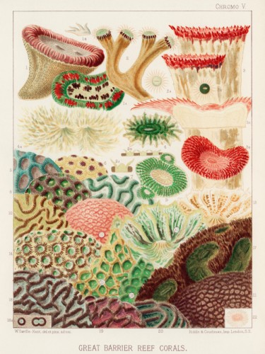 The Great Barrier Reef of Australia