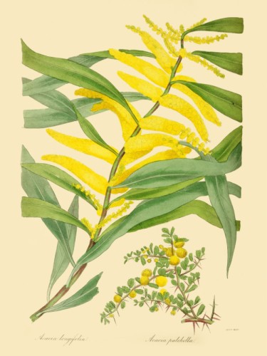 Acacia Longifolia