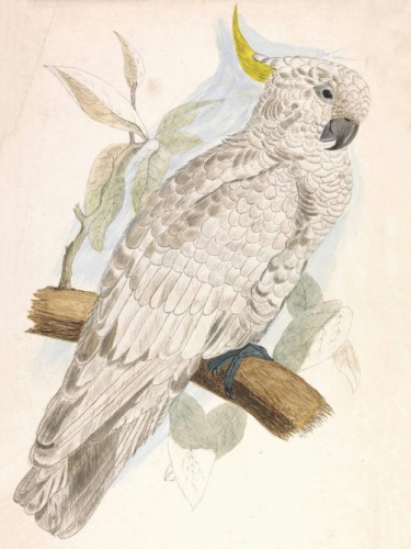 Greater Sulphur Crested Cockatoo