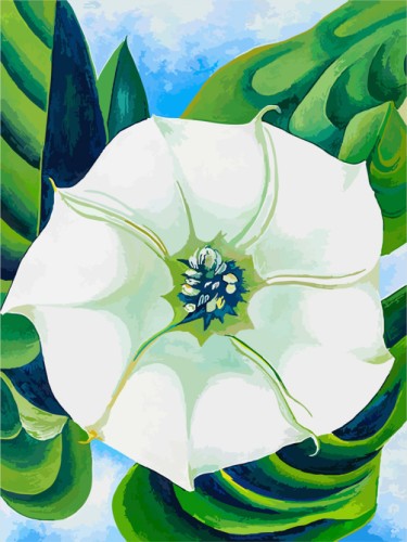 Jimson Weed