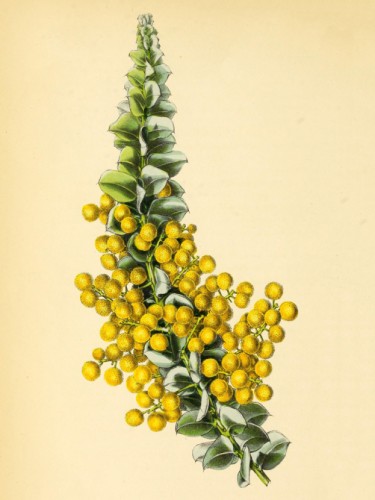 Acacia Cultriformis