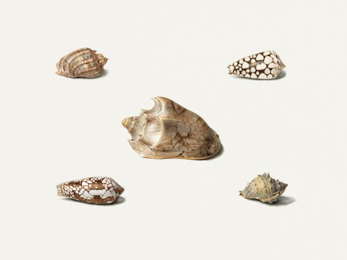 Five Shells