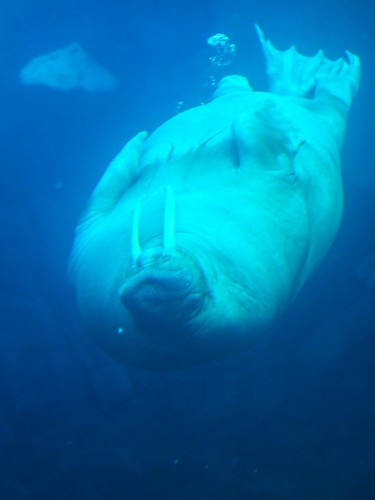 Морж