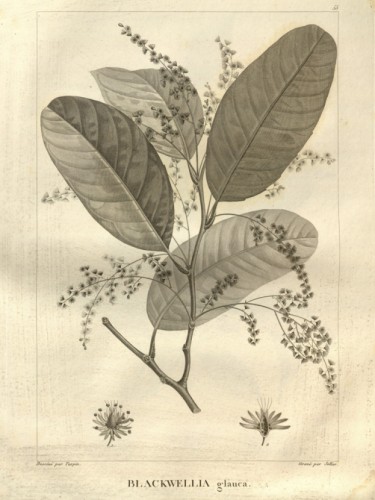 Blackwellia glauca