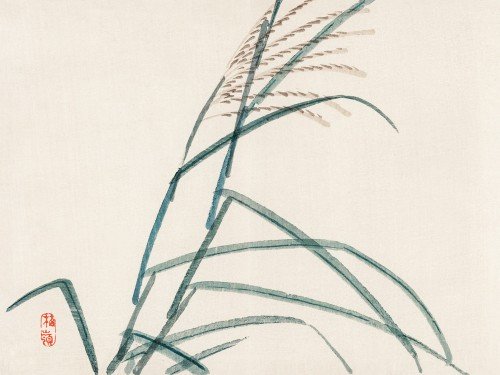 Poaceae