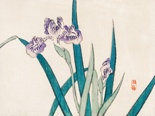 Irises