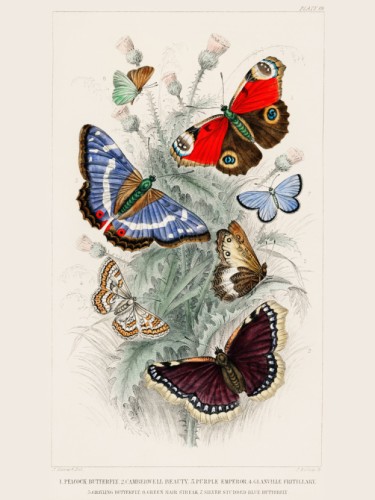 Goldsmith's Animated Nature