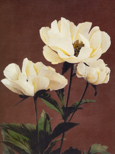 Haerdaceous Peony