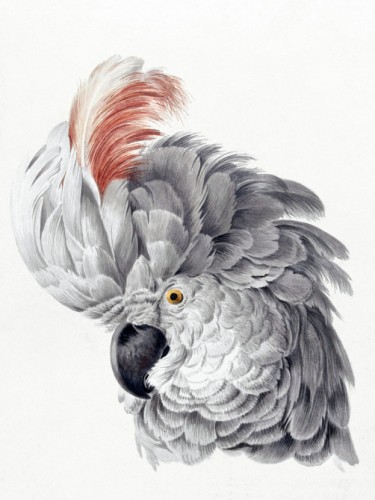 Cockatoo Head