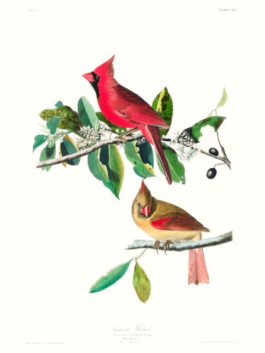 Cardinal Grosbeak