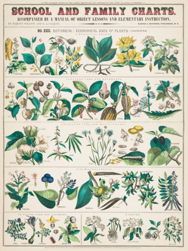 School and family Charts