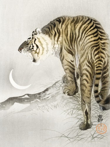 Roaring tiger