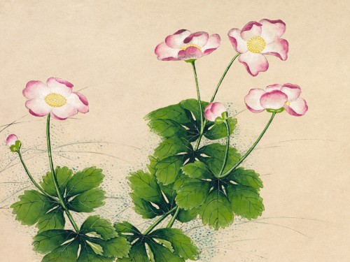 Mallow flowers