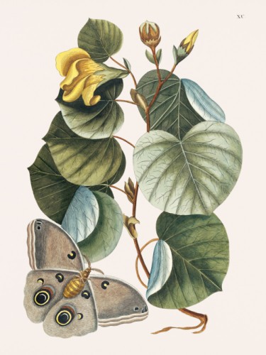 Mano Tree