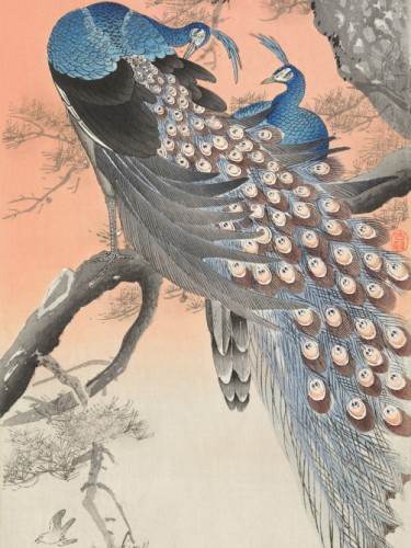 Two peacocks on tree branch