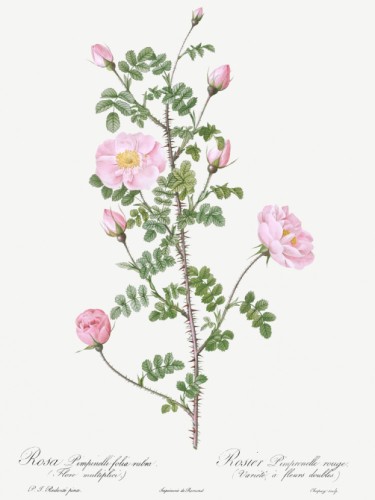 Double Pink Scotch Briar
