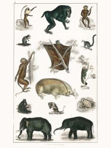 Goldsmith's Animated Nature