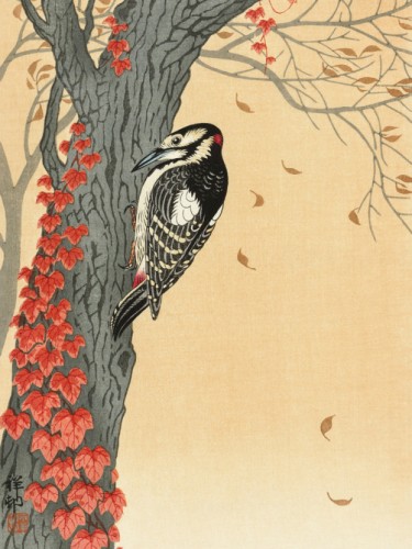 Great spotted woodpecker in tree with red ivy