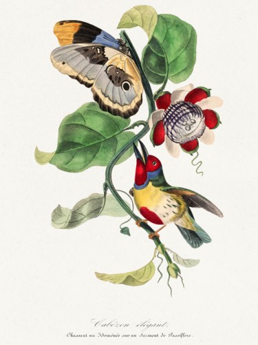 Le Jardin des Plante