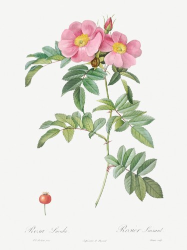 Rosa lucida