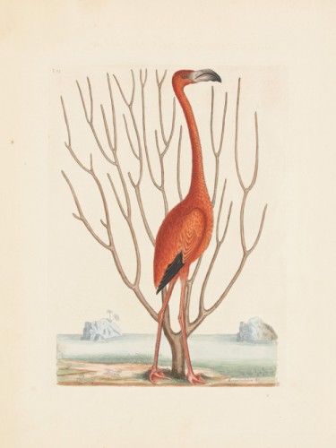 Flamingo