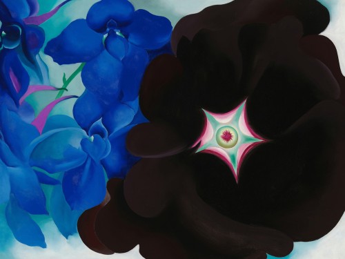 Black Hollyhock Blue Larkspur