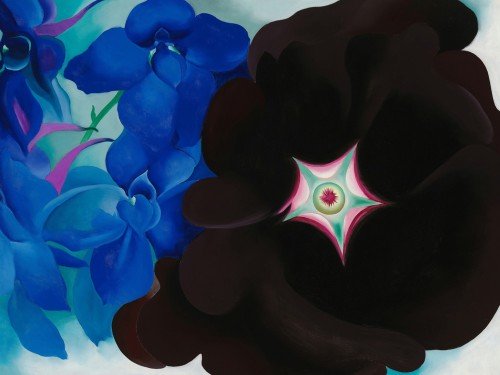 Black Hollyhock Blue Larkspur