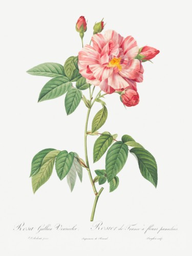 Rosa Mundi, French Rosebush