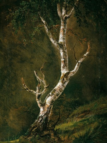 Study of a Birch Tree