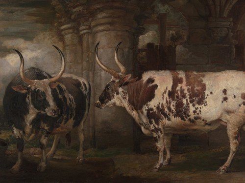 Portraits of Two Extraordinary Oxen