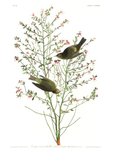 Orange-crowned Warbler