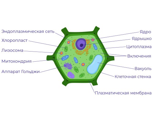 Растительная Клетка