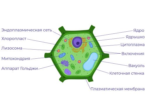 Растительная Клетка