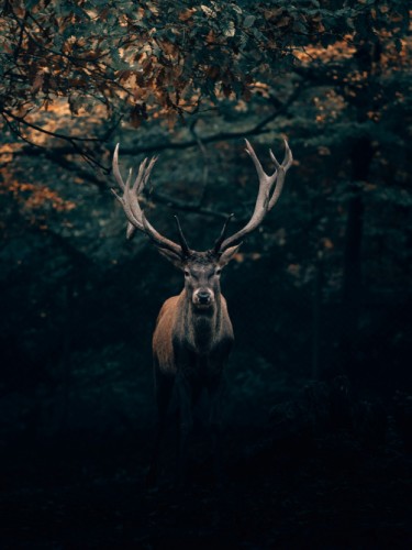 Олень