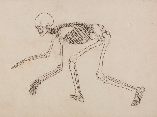 Human Skeleton, Lateral View