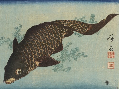 Carp